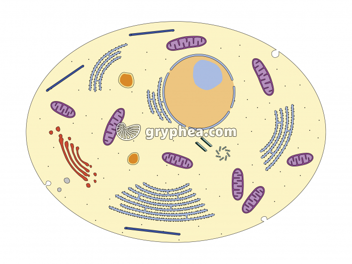 Cellule animale (ultrastructure) - gryphea.com